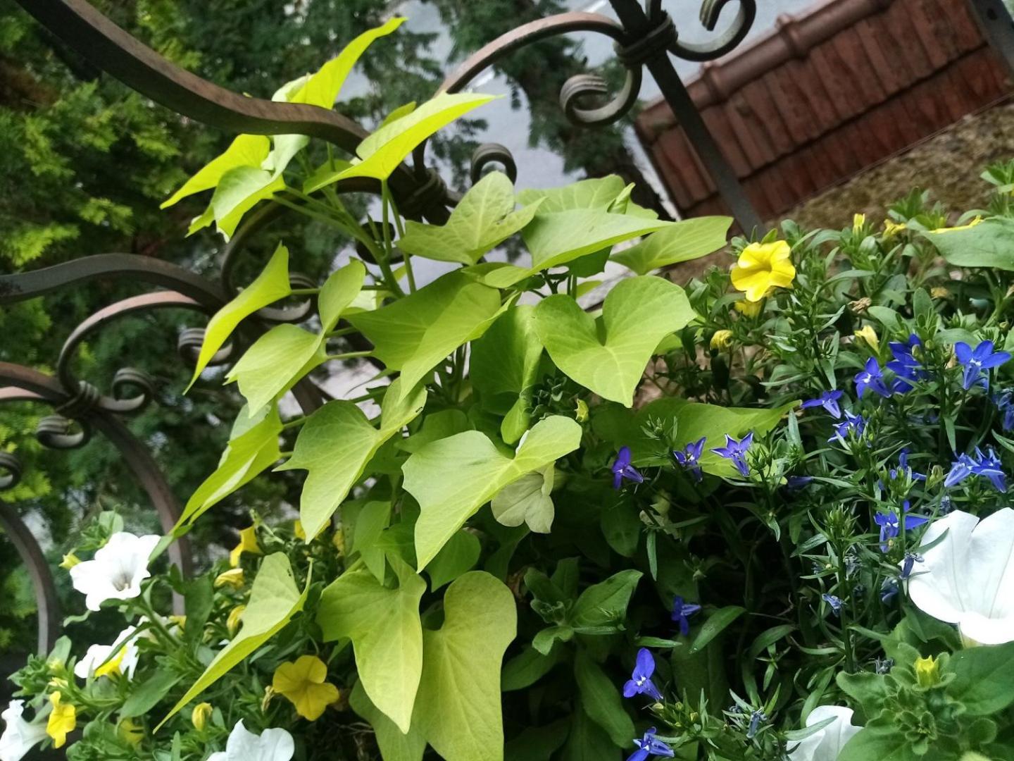 Park Apartment 크라쿠프 외부 사진